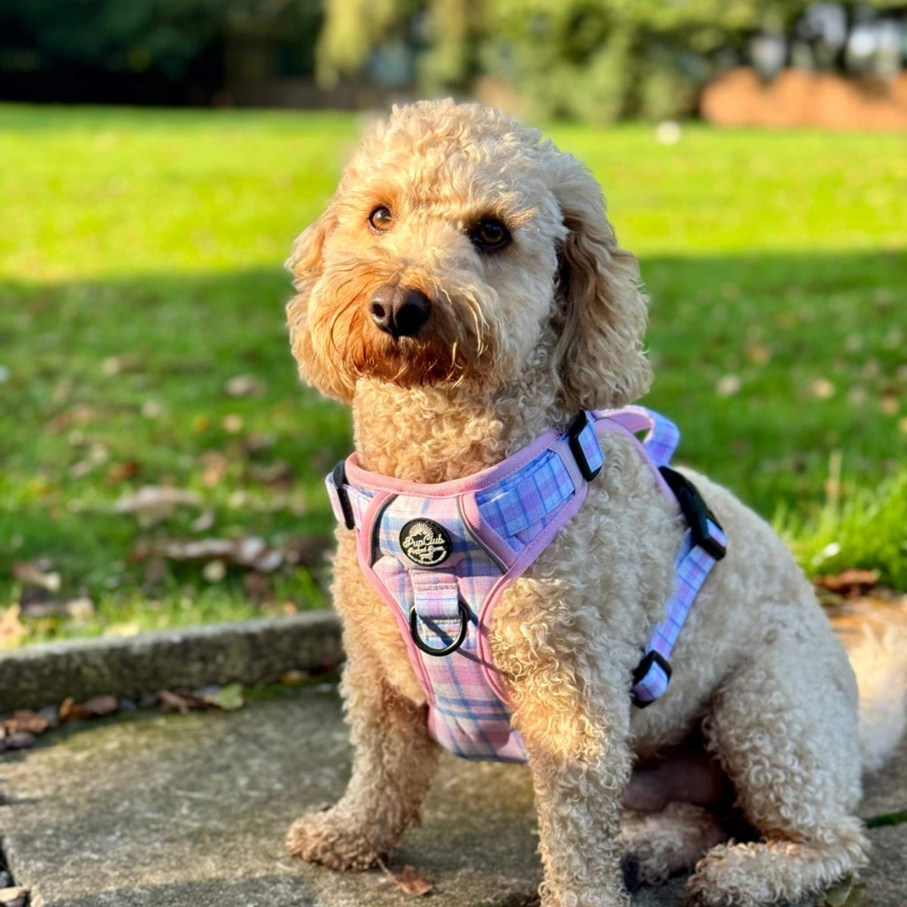 Small dog wearing pink tartan harness with front D-ring and adjustable straps