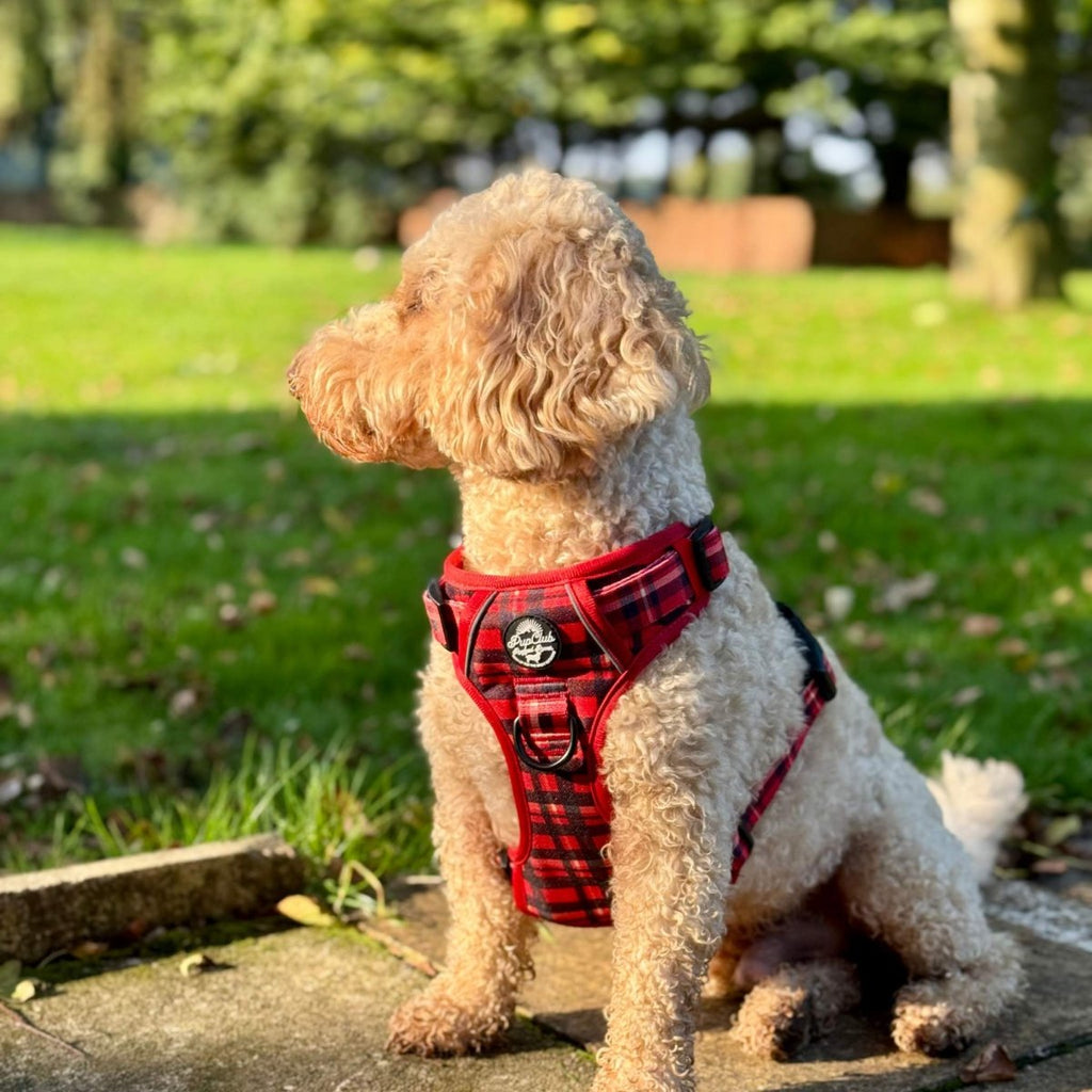 Red tartan dog harness with padded chest, center leash ring, and adjustable straps