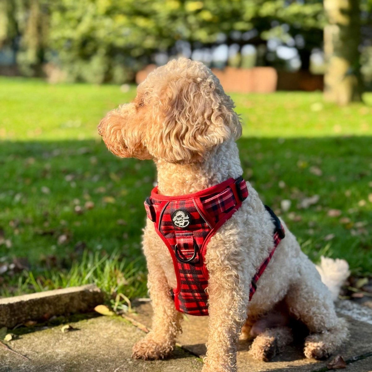 Red tartan dog harness with padded chest, center leash ring, and adjustable straps