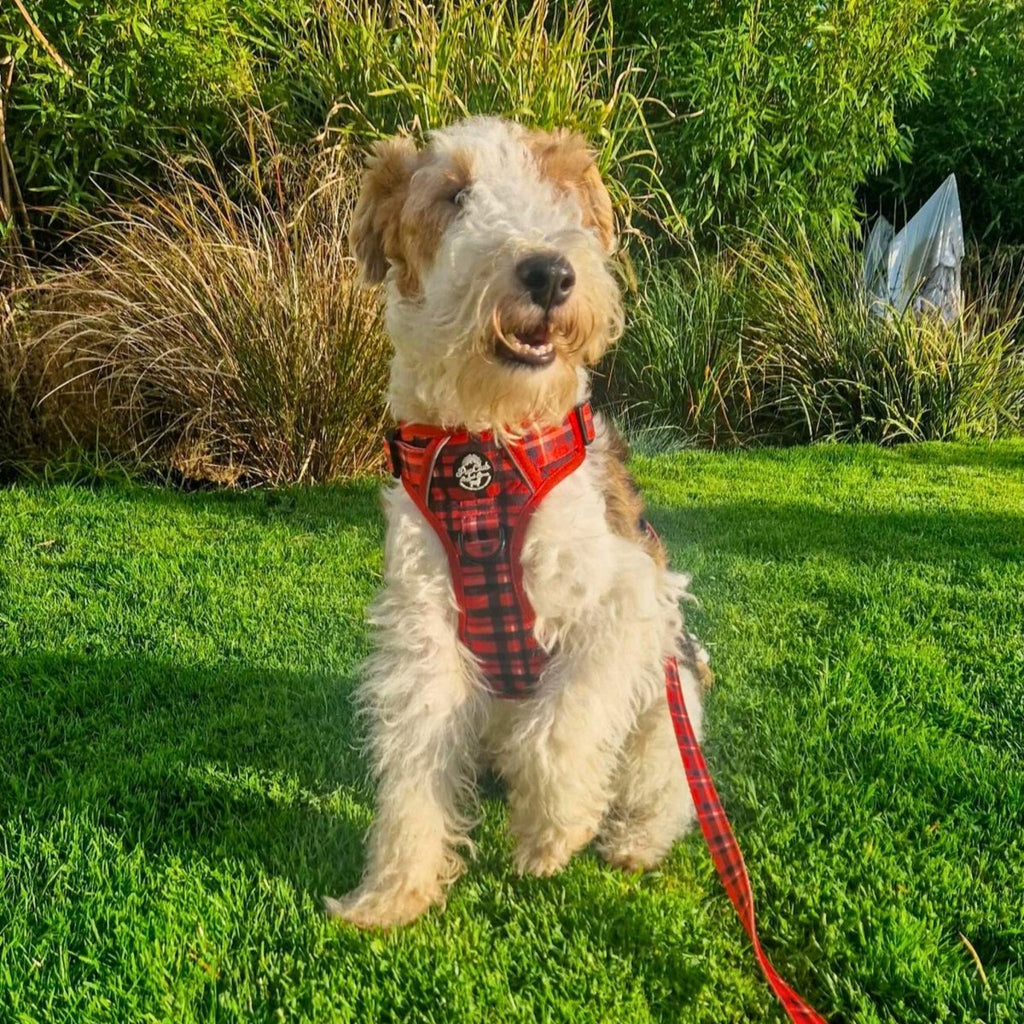 Dog wearing red tartan harness with leash on green grass
