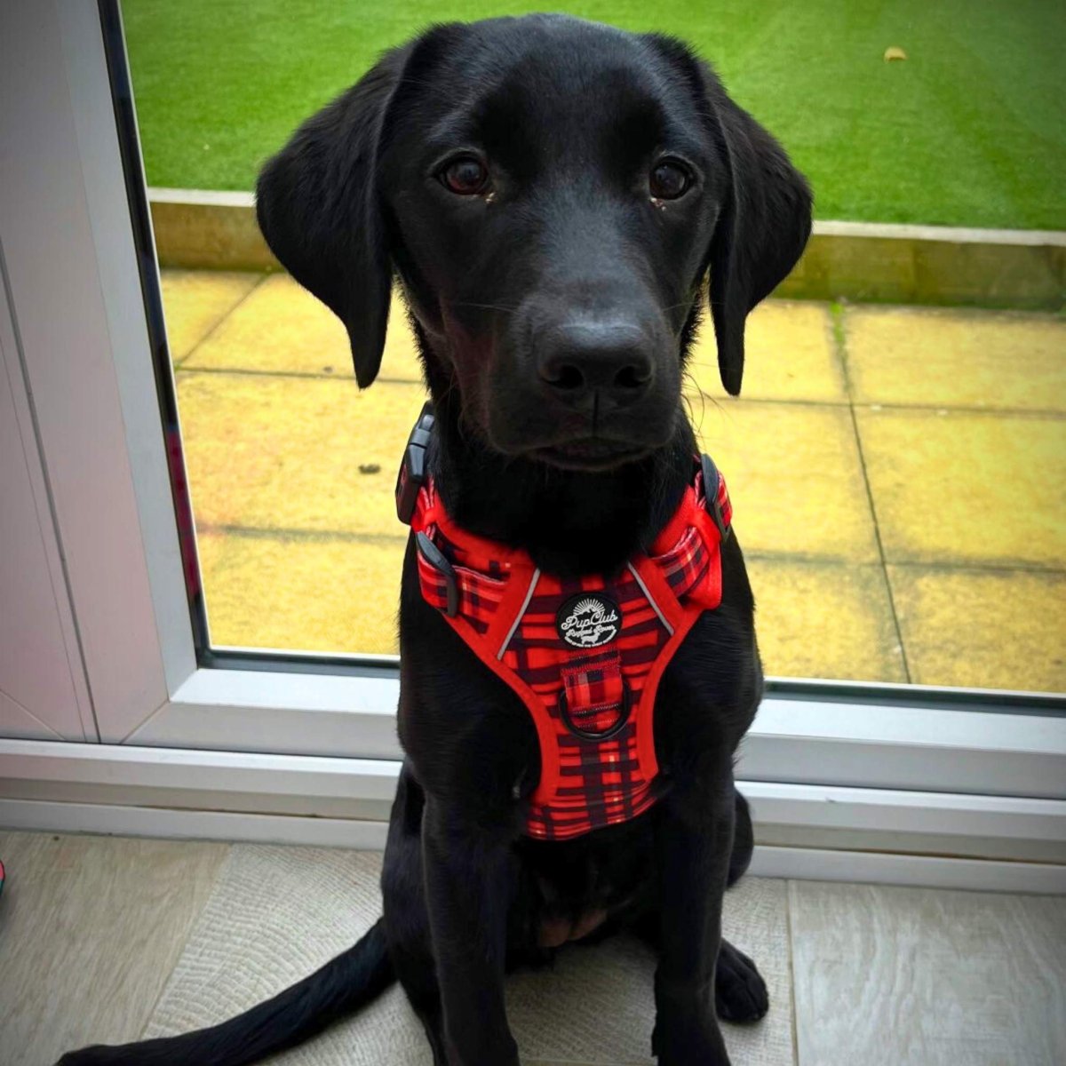 Rugged Rover™ red tartan dog harness with front leash ring and adjustable chest straps