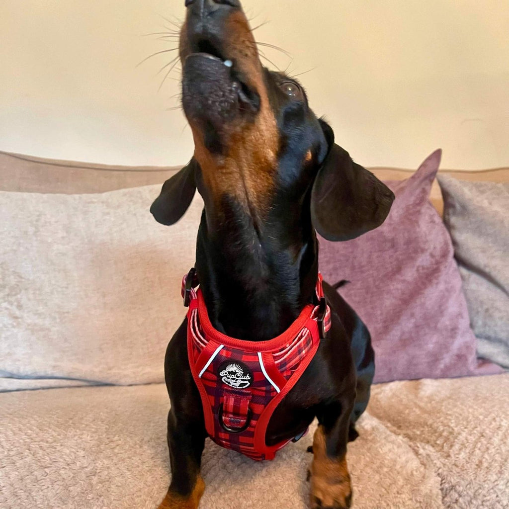 Rugged Rover™ red tartan dog harness with padded back strap and front leash ring