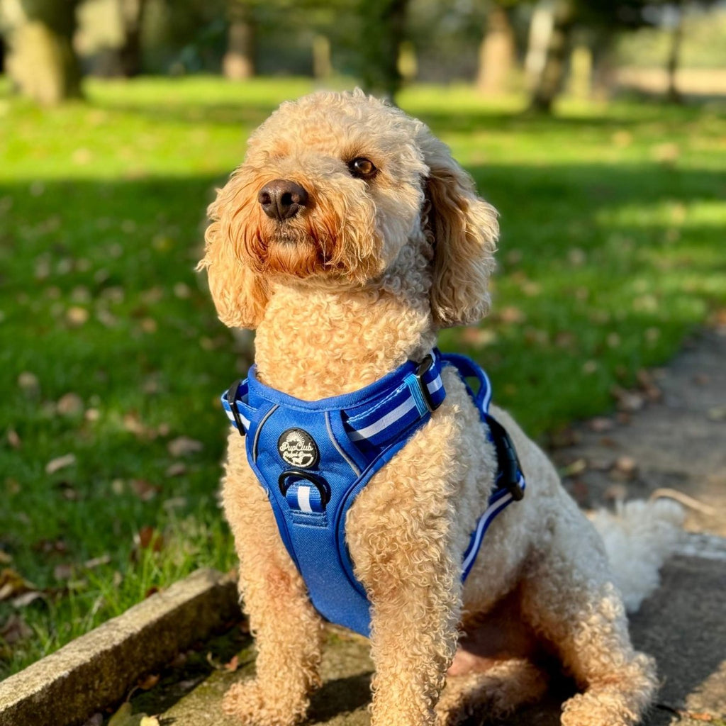 Royal blue dog harness with white stripes worn on a small curly-haired dog.