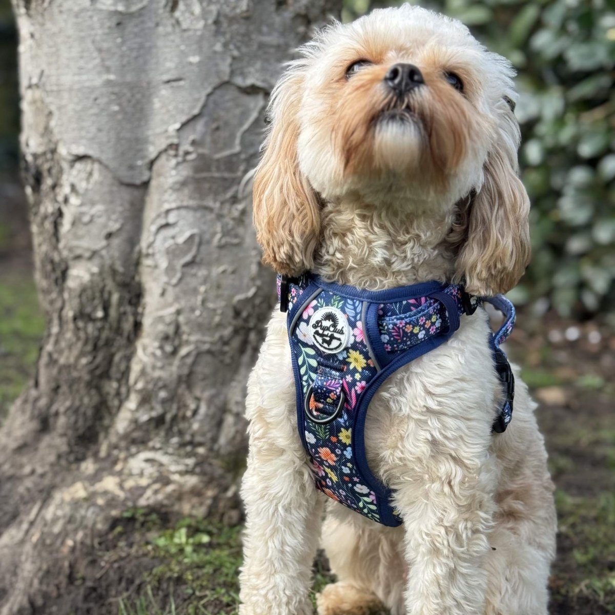 Dog harness on cream coat dog, navy skull floral print, back and side straps visible