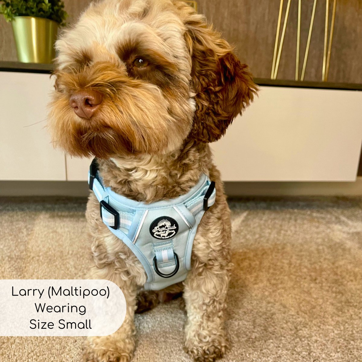 Pastel blue dog harness close-up with logo patch and front buckle on a small dog