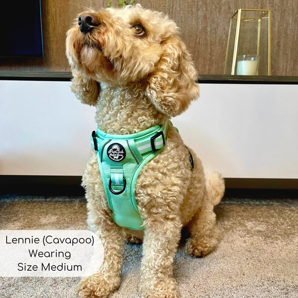 Mint green no-pull dog harness with front ring and PupClub logo patch