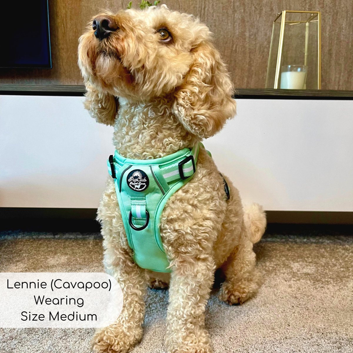 Mint green no-pull dog harness with front ring and PupClub logo patch