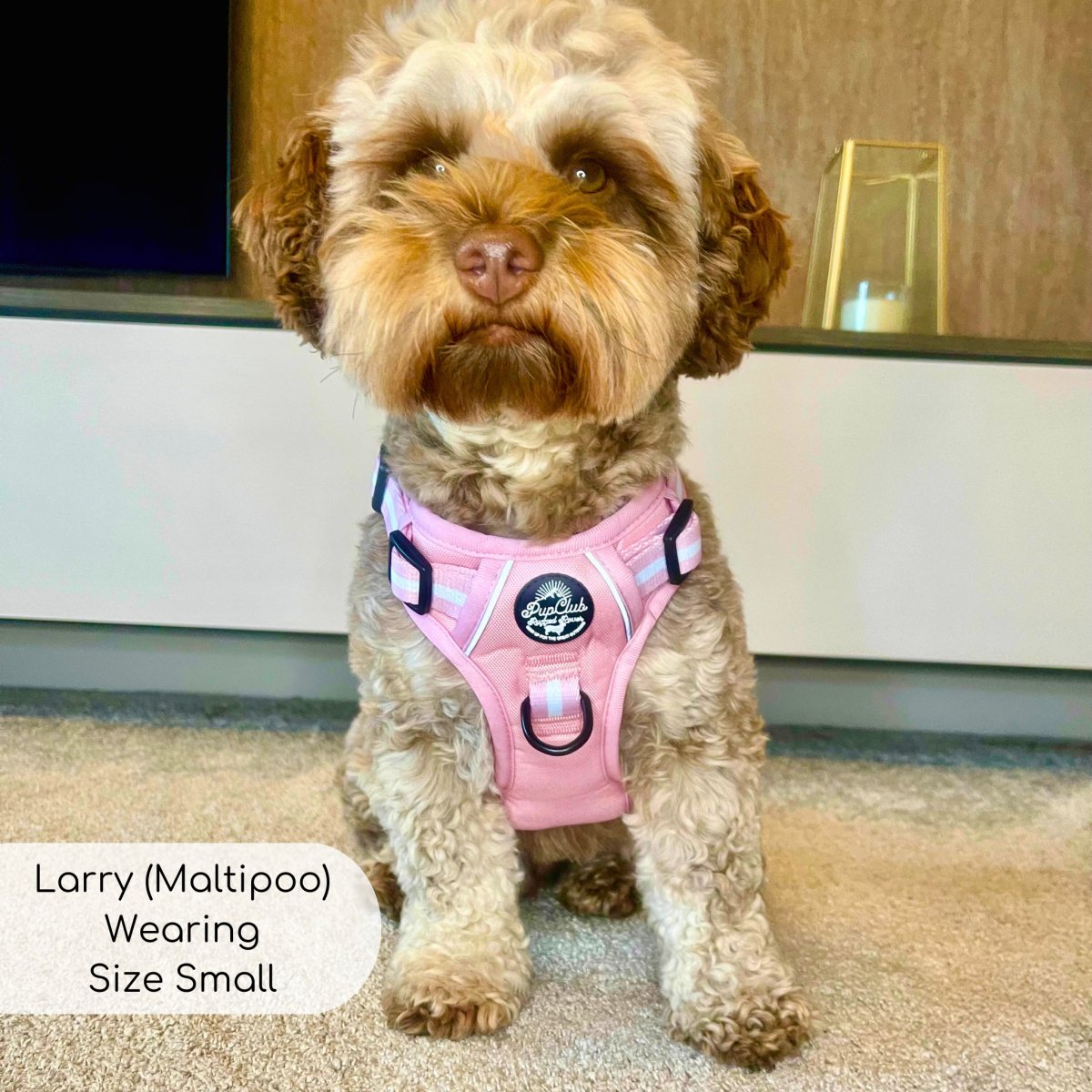 Pastel pink dog harness on a small dog with striped trim and black buckles