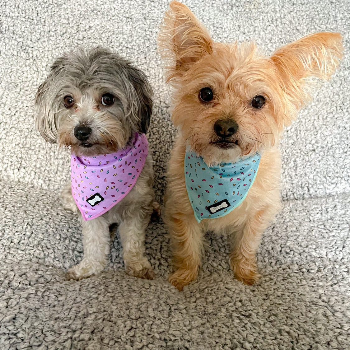 Sprinkles For Days Cooling Dog Bandana – Blue | Pup Chic Boutique