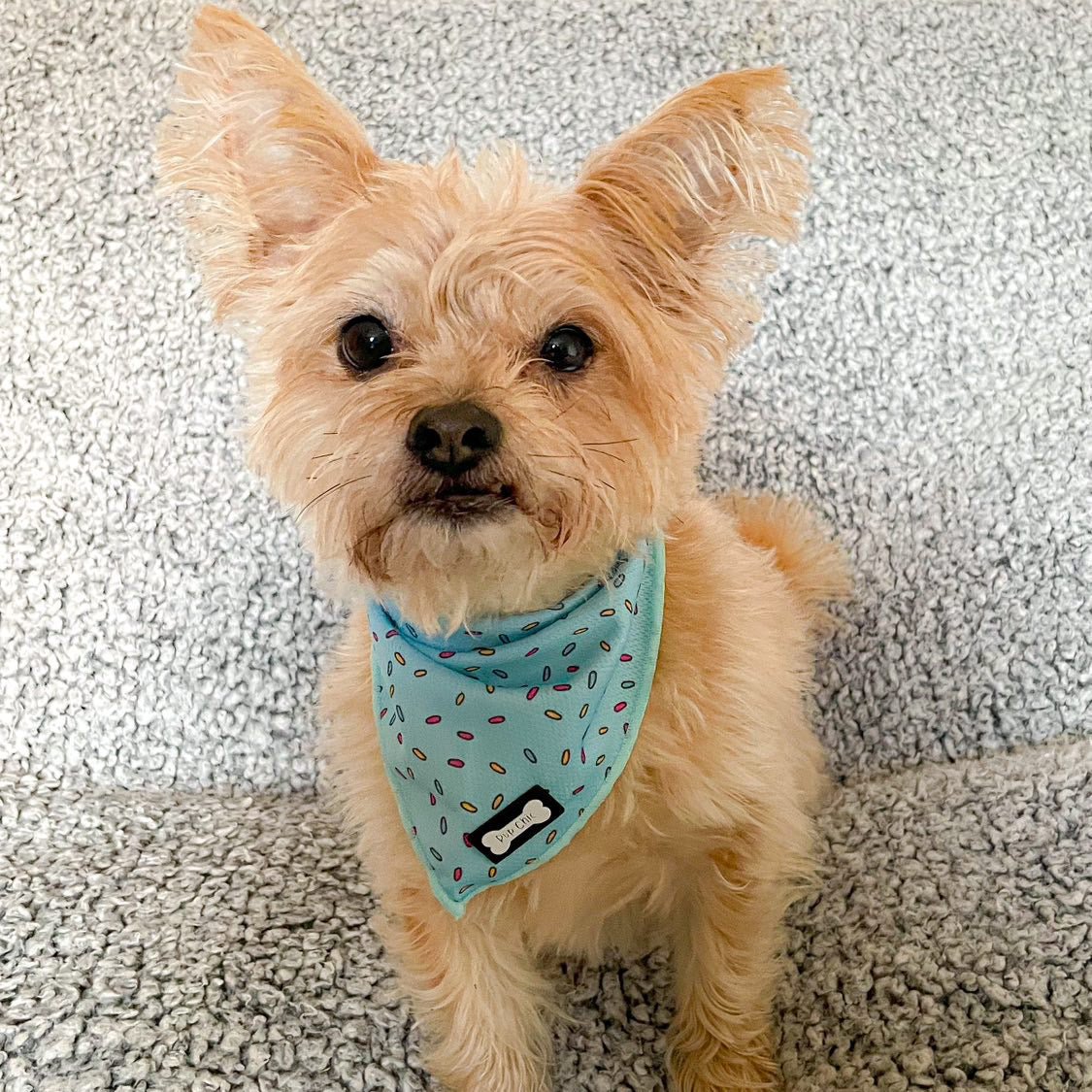 Sprinkles For Days Cooling Dog Bandana – Blue | Pup Chic Boutique