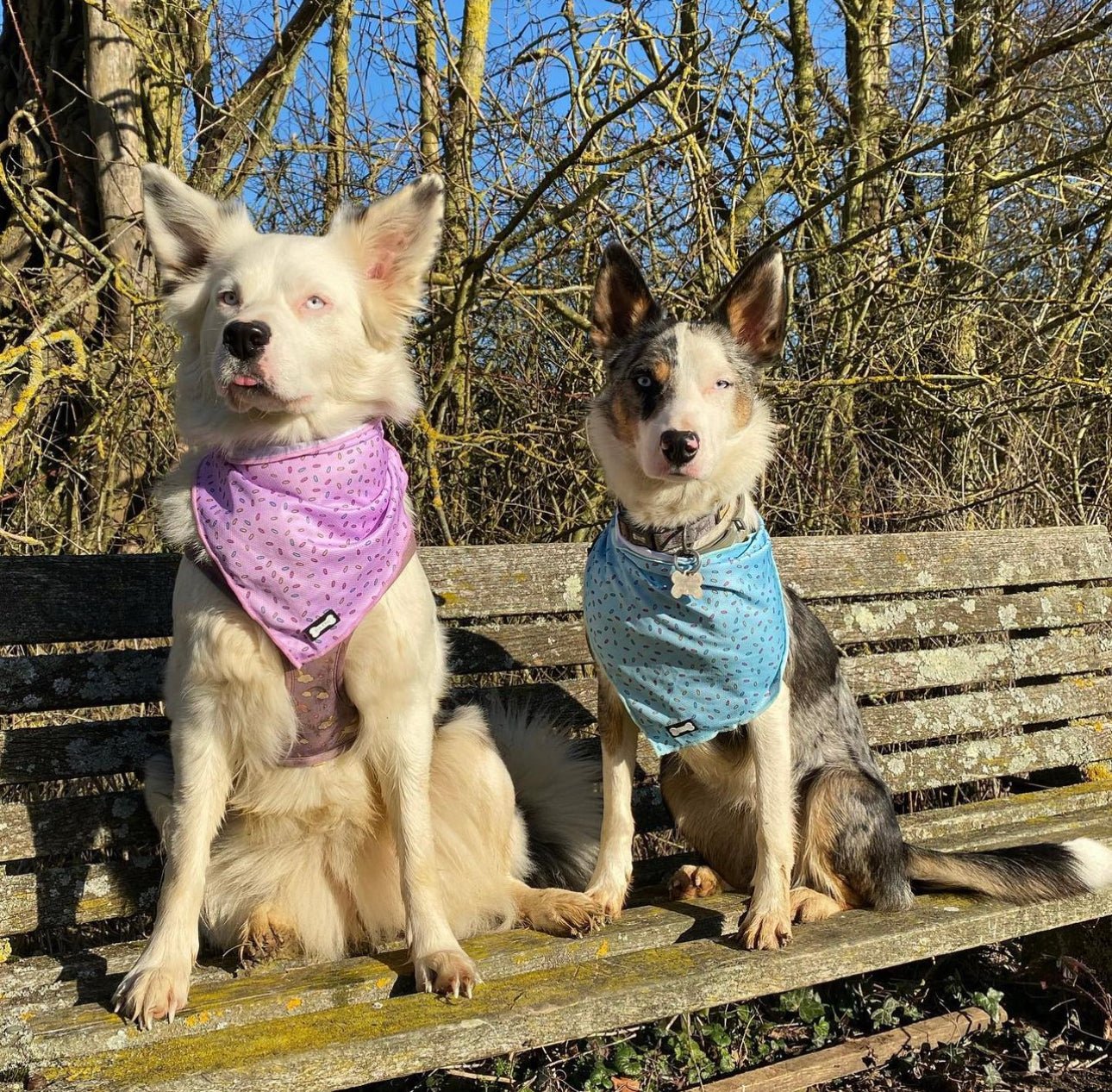 Sprinkles For Days Cooling Dog Bandana – Blue | Pup Chic Boutique