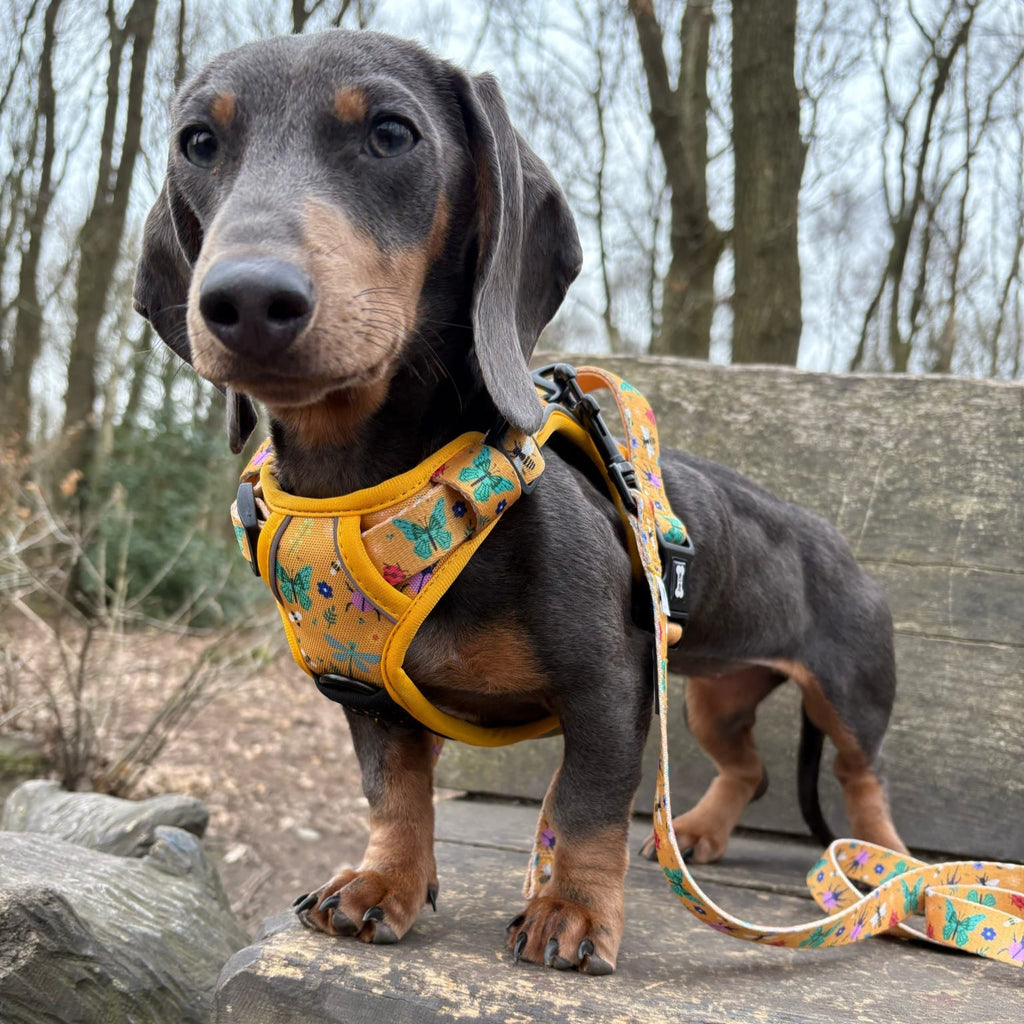 Summer Buzzin' No Pull Tactical Dog Harness