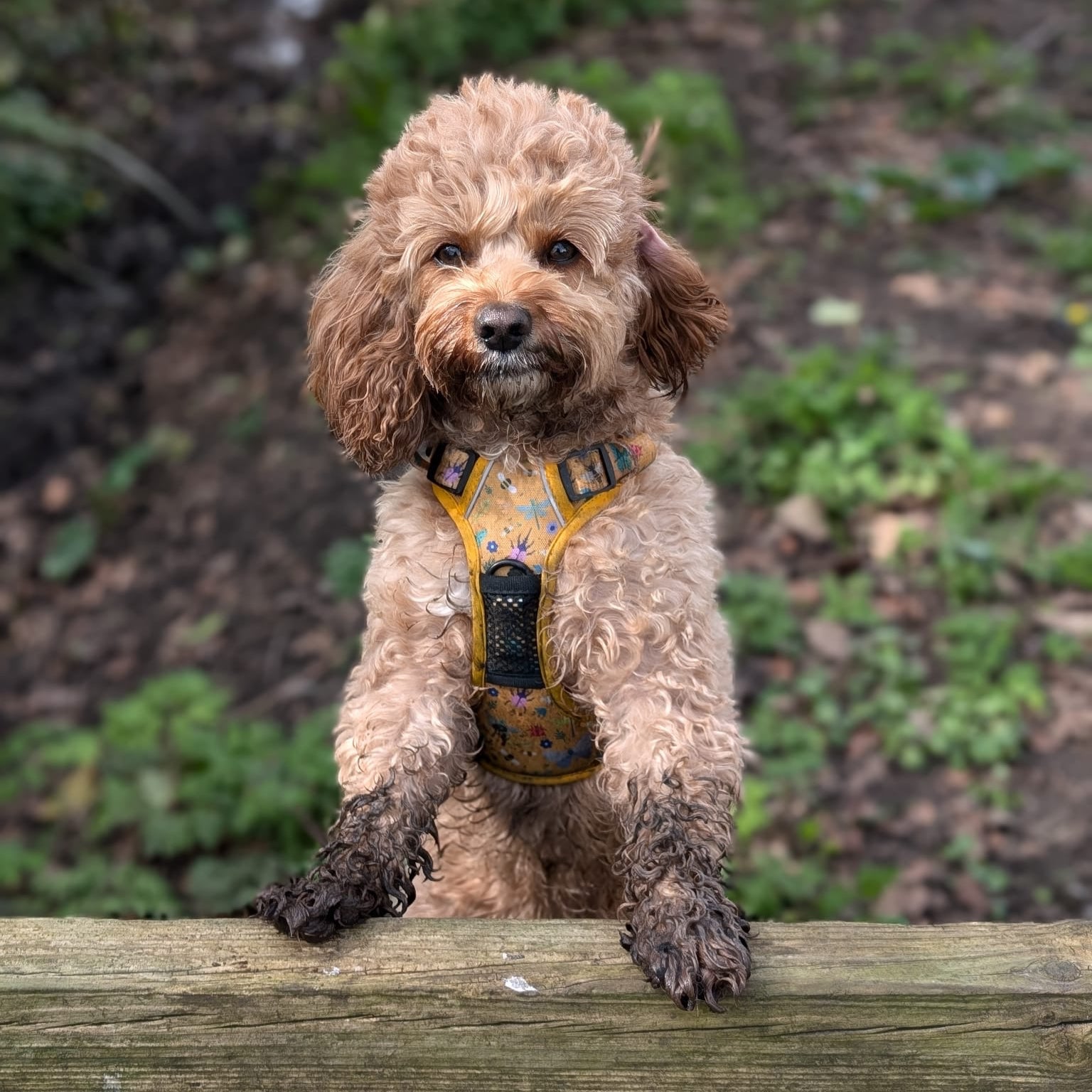 Summer Buzzin' No Pull Tactical Dog Harness