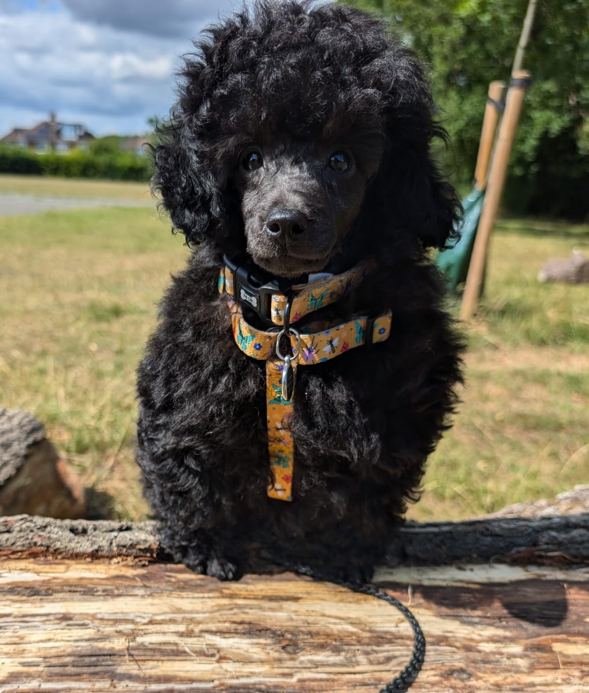 Summer Buzzin' XXXS Puppy Strap Harness – Mustard Bee Print | Pup Chic Boutique