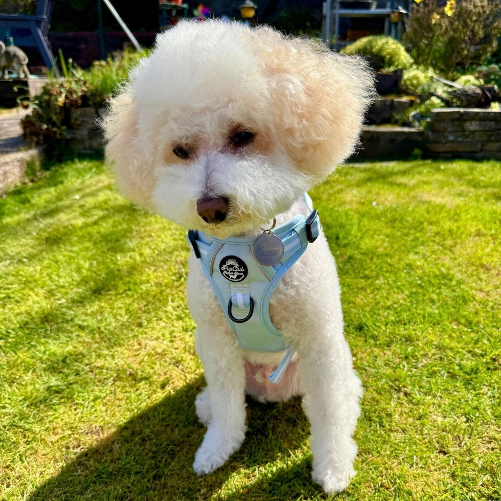 Pastel blue Rugged Rover™ dog harness on white curly dog, front clasp and leash ring