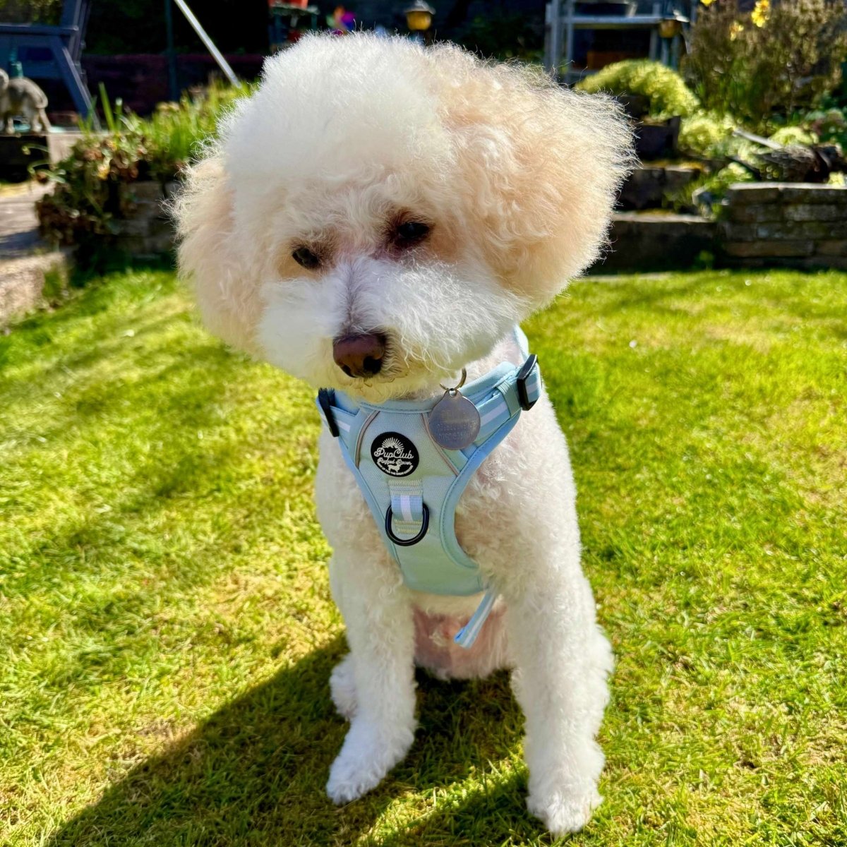 Pastel blue Rugged Rover™ dog harness on white curly dog, front clasp and leash ring
